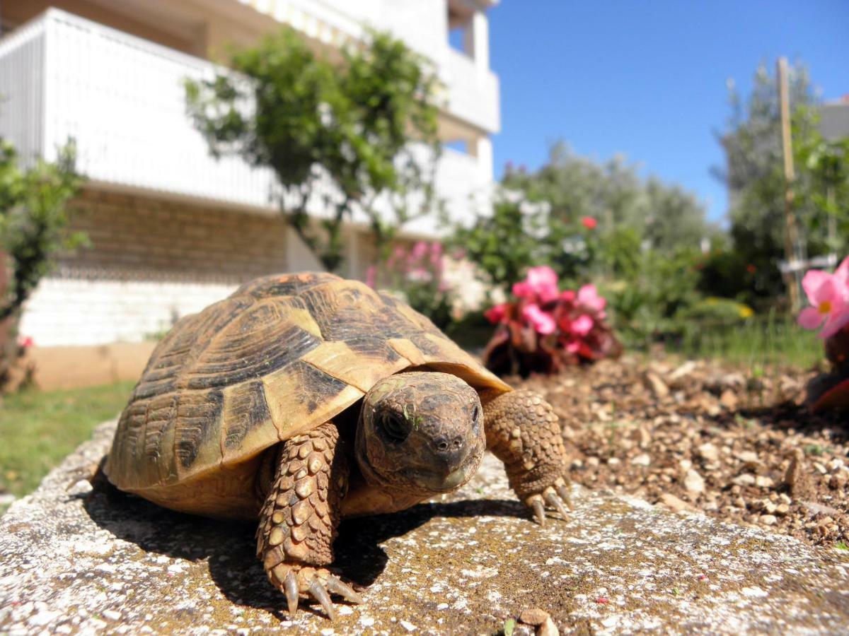 Apartments & Rooms Peranic Novalja Dış mekan fotoğraf